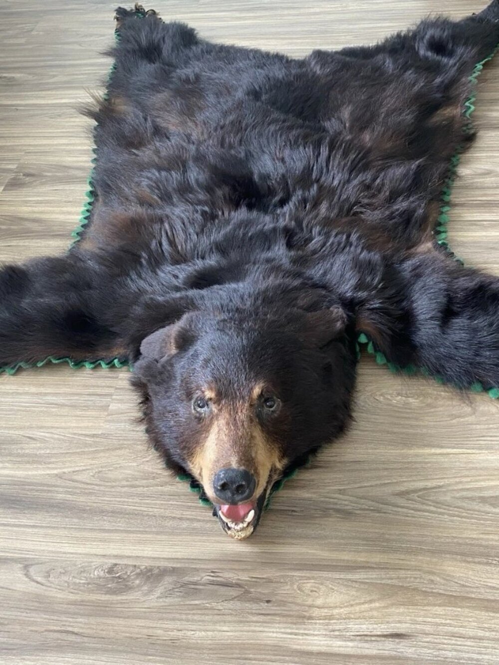 Vintage BlackBear rug Taxidermy Head 64 inch real Fur Cabin Decor